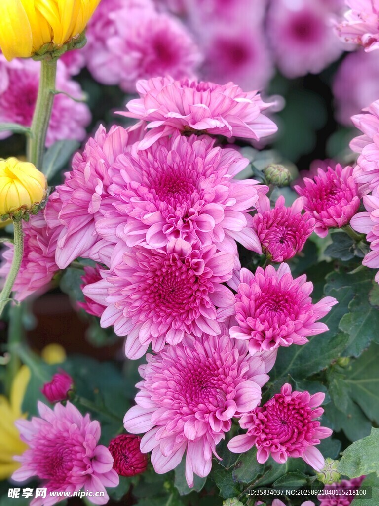 缤纷艳丽的粉色菊花绽放