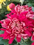 艳丽红菊花绽放