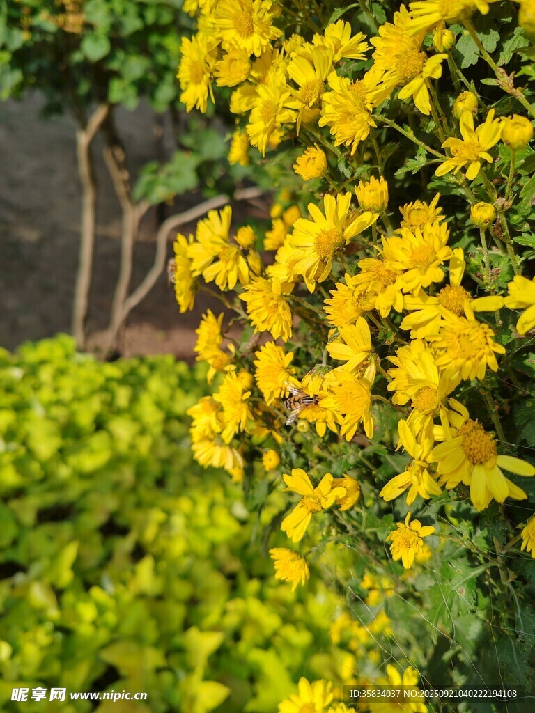 金黄花卉绽放生机