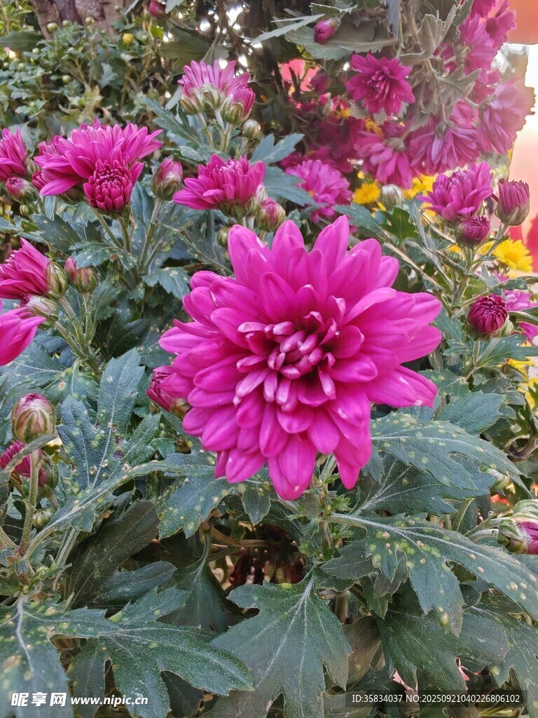 艳丽紫菊绽放生机