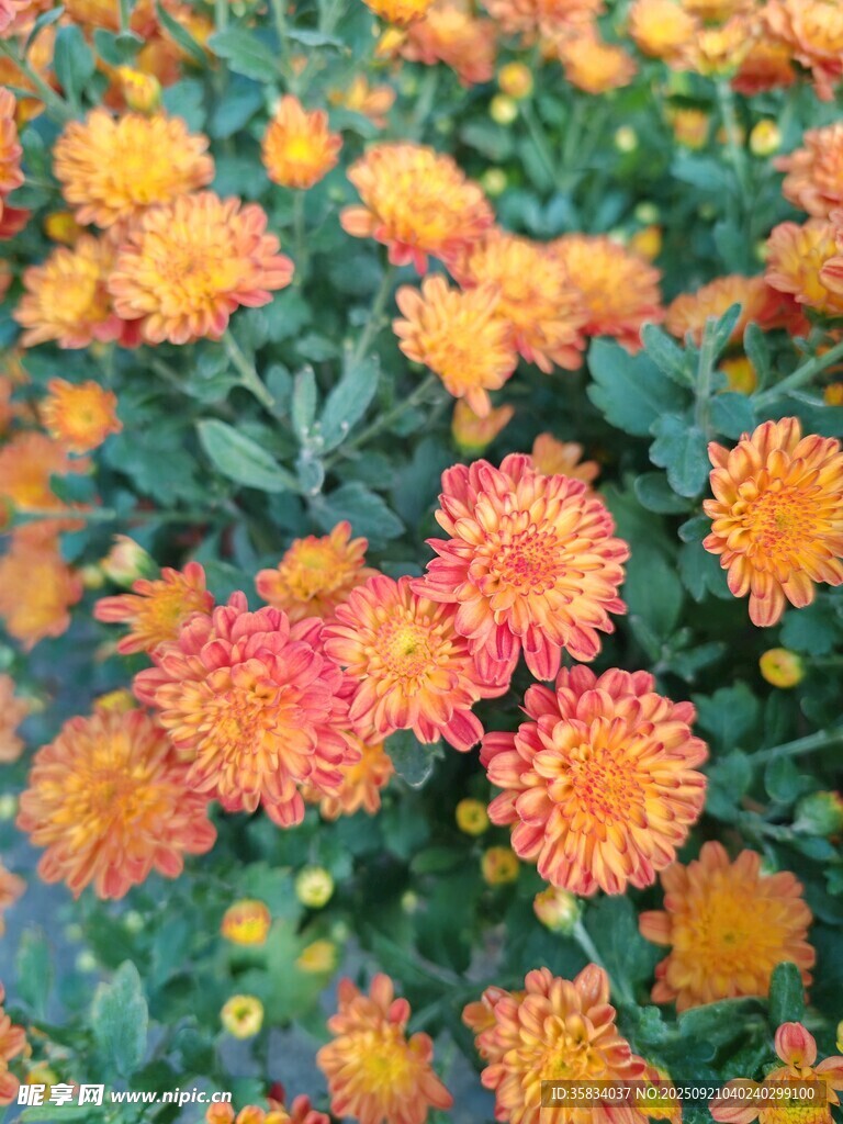 多彩菊花绽放