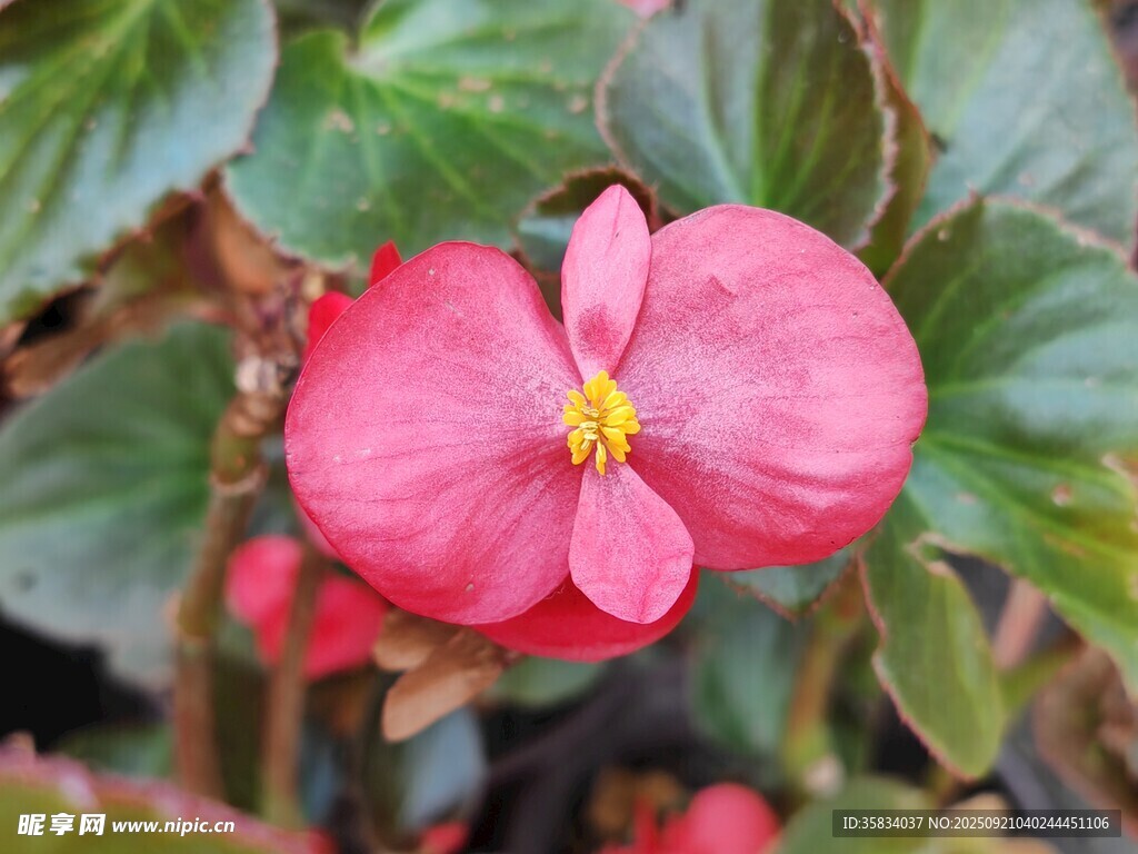 娇艳粉色秋海棠花朵