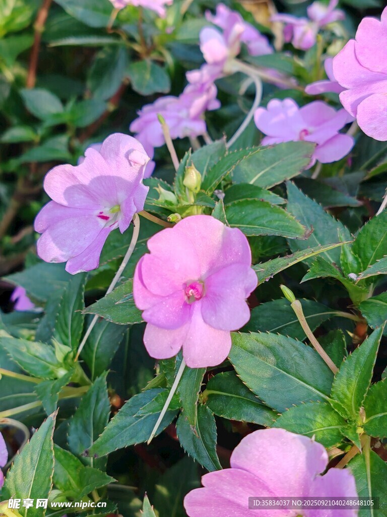 粉色凤仙花绽放美景