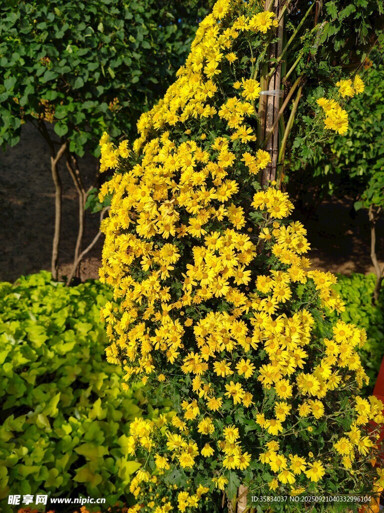 金黄花卉攀附绿植盛放