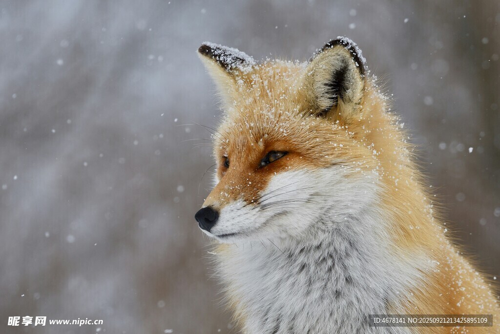 雪中红狐