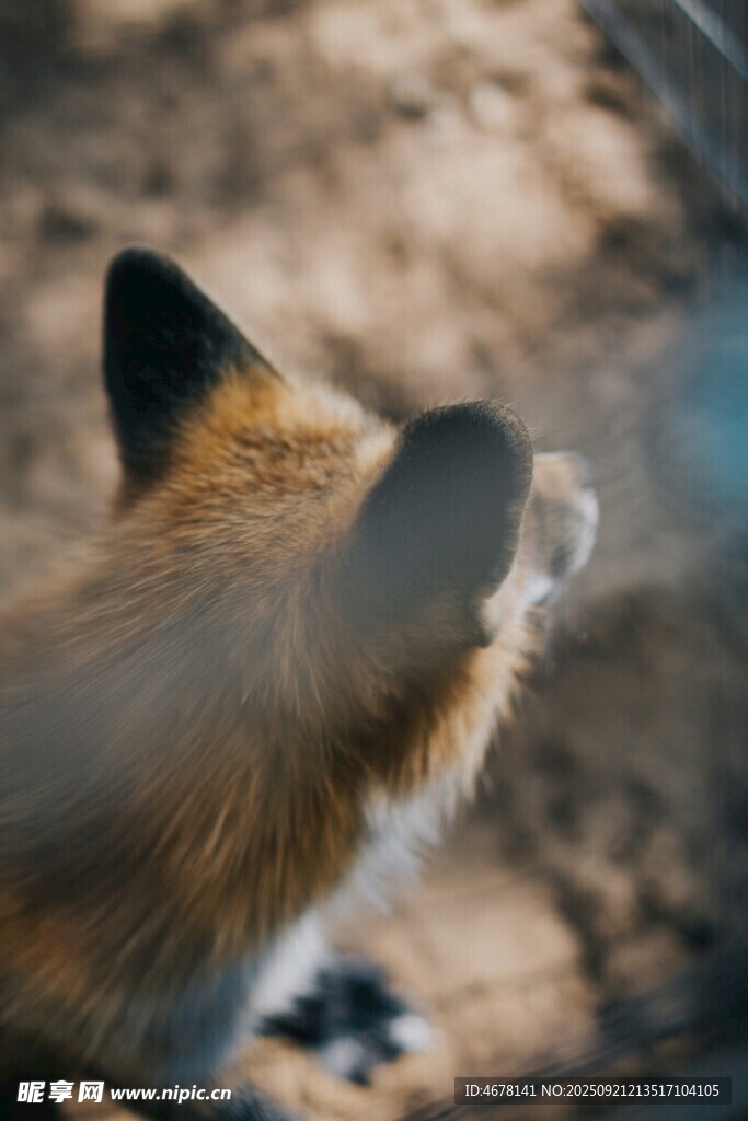 狐狸仰头特写
