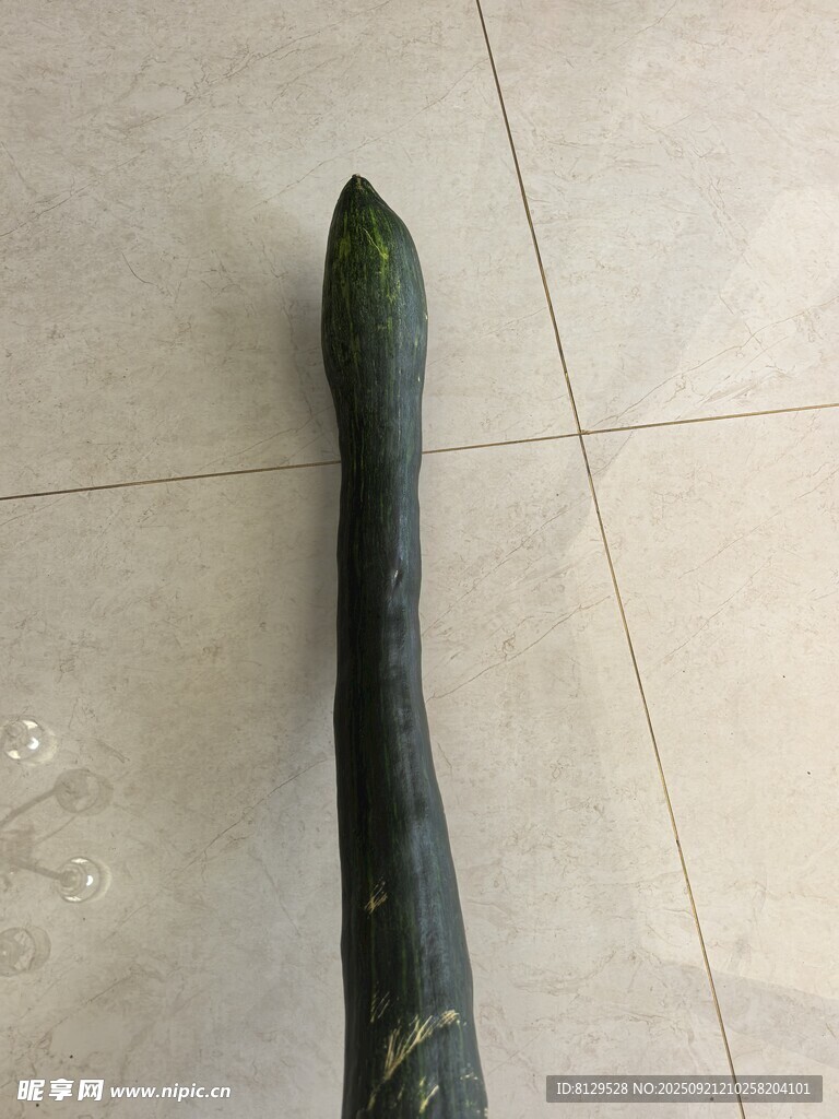 长柄南瓜