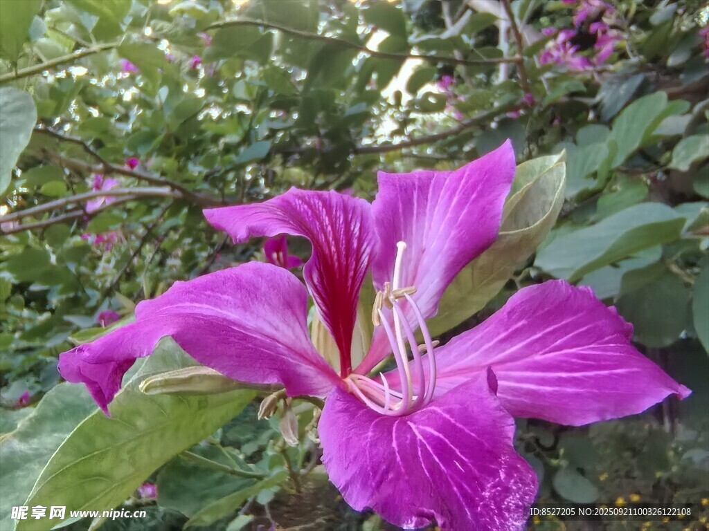 娇艳绽放的紫色美丽花朵