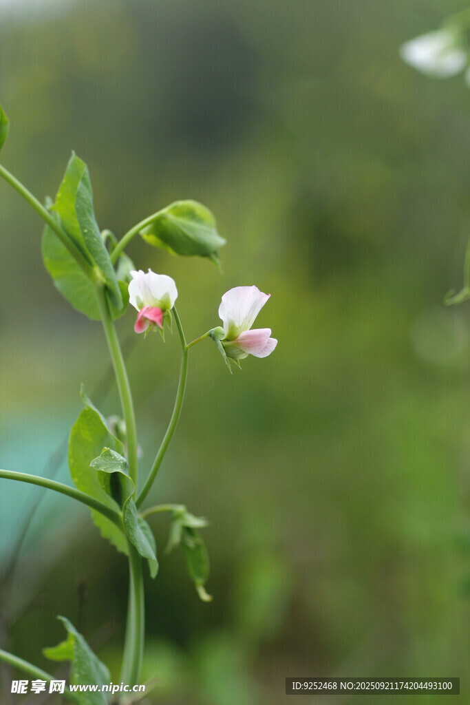豌豆花