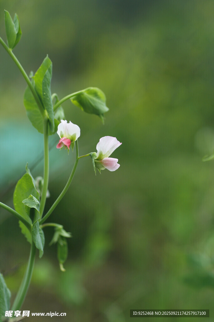  豌豆花