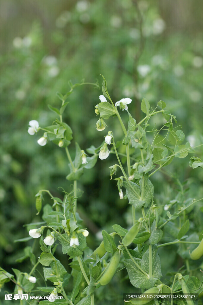 豌豆田