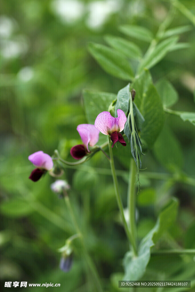  豌豆花