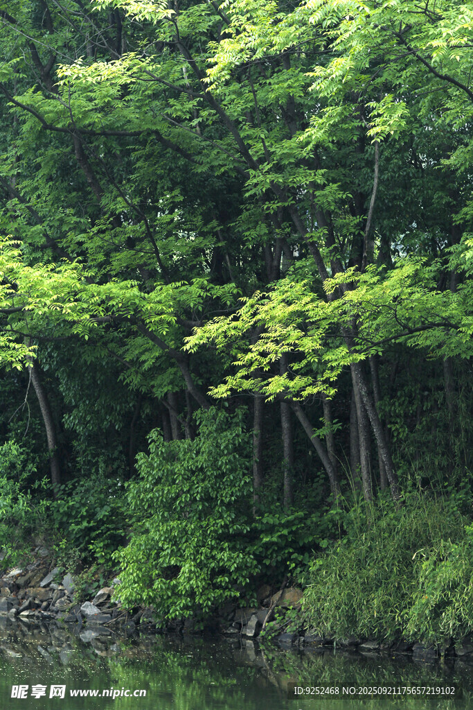河畔 树林