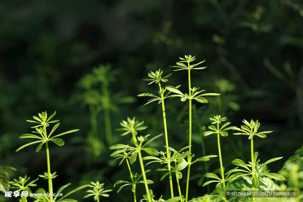 阳光下的野草