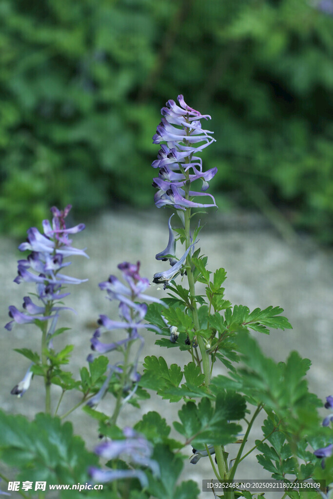 烫伤草