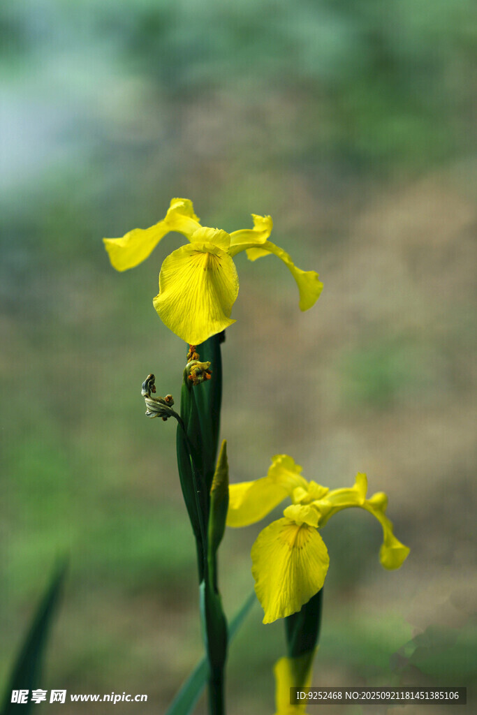 鸢尾花 