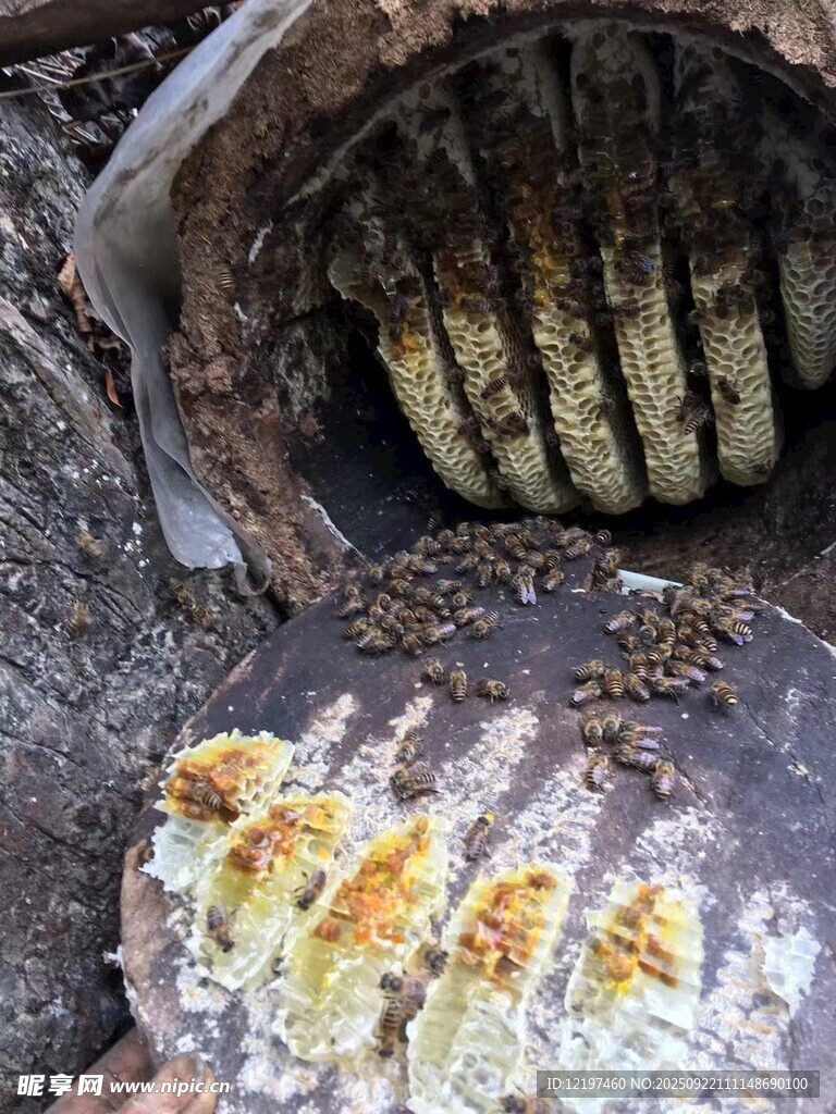 树洞中的多彩菌类景观