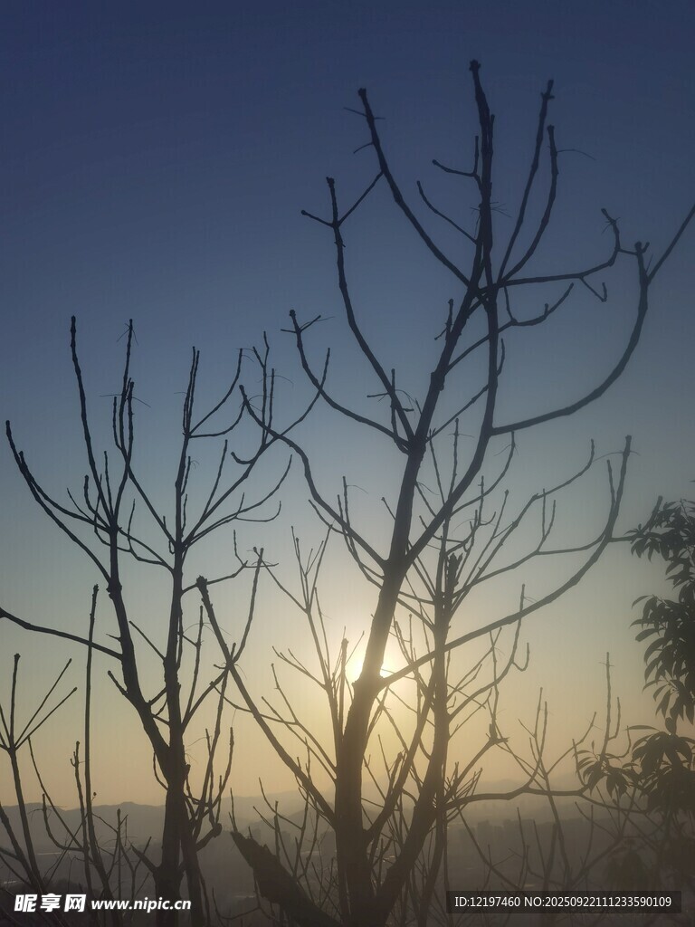 夕阳下的枯树枝剪影