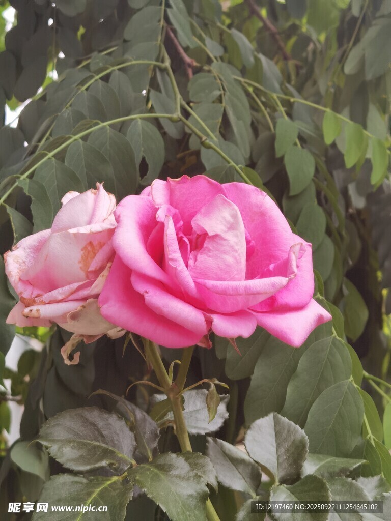 娇艳粉色月季花绽放