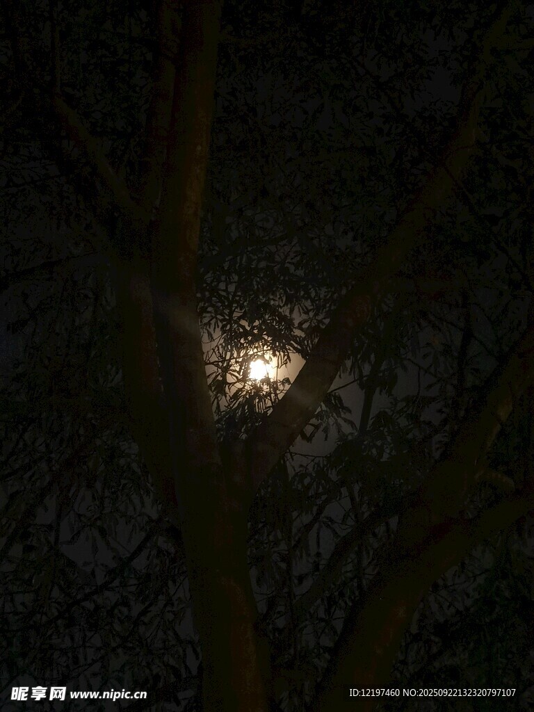 透过树枝的朦胧月光