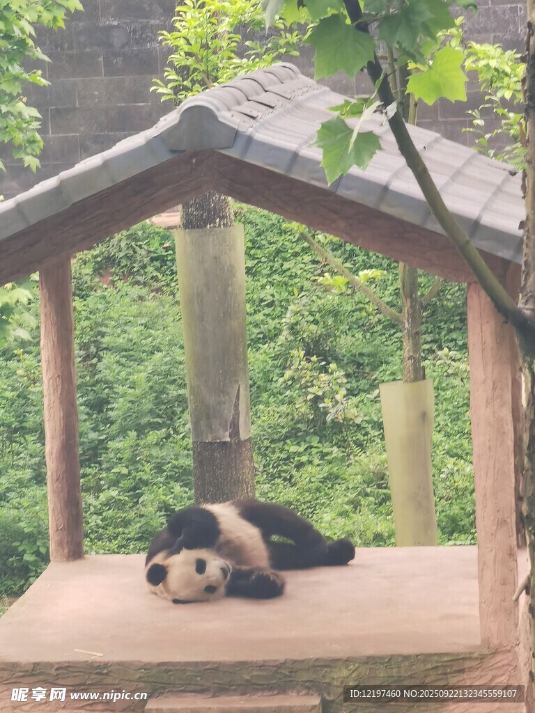 熊猫于凉亭内惬意休憩