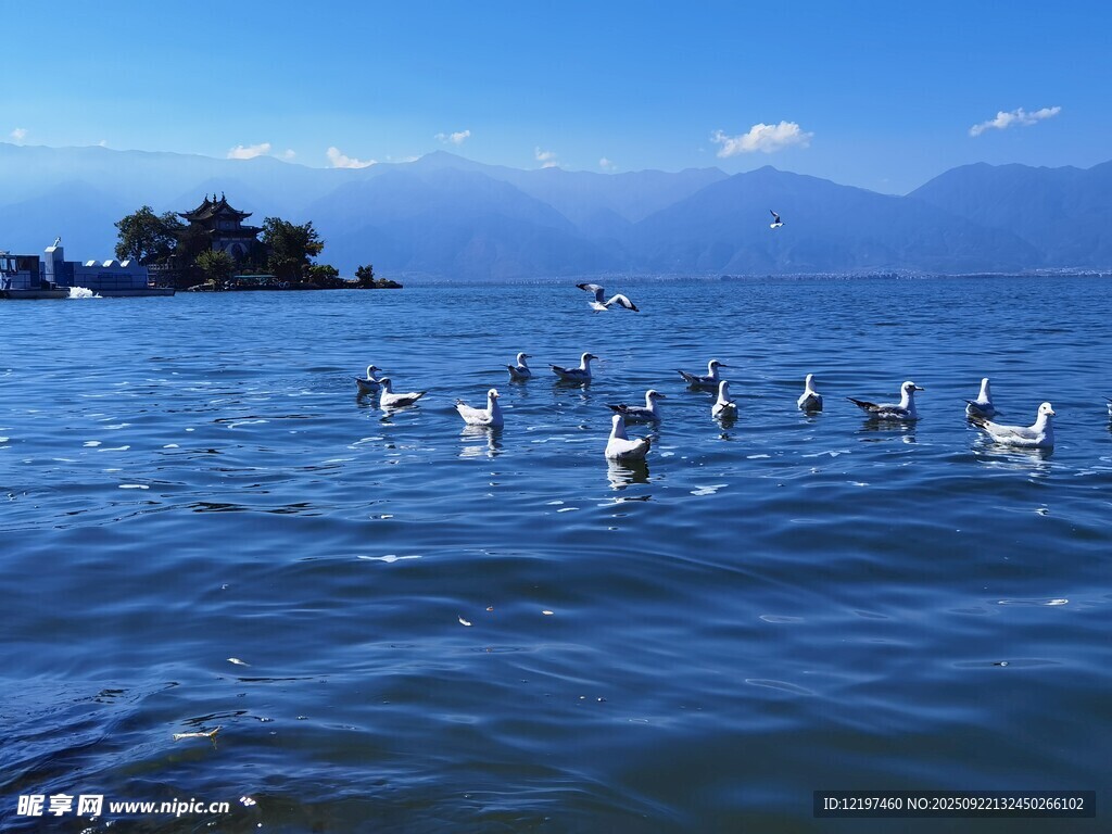 湖面上的群鸟与远处山峦