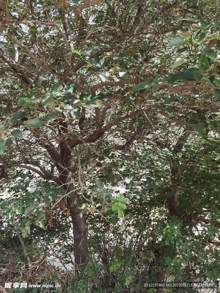 茂密树林中的繁茂树木
