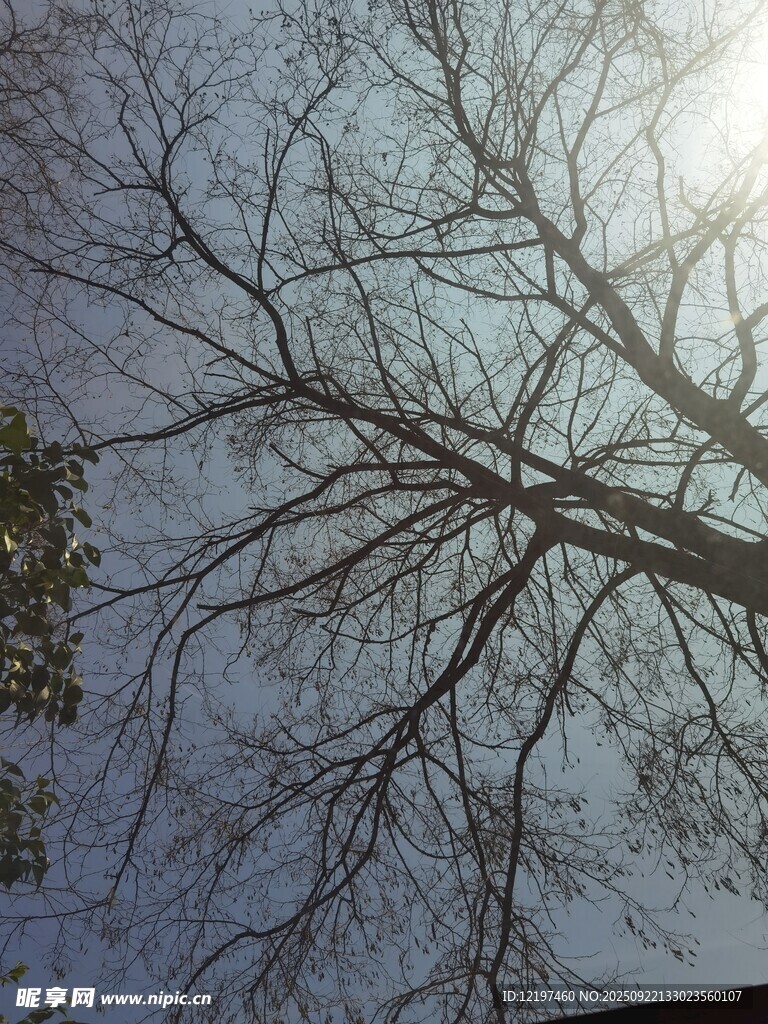 冬日光秃树枝映于天空