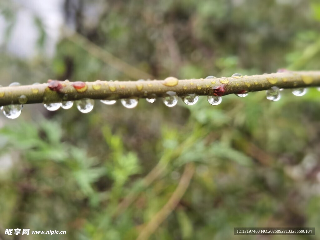 枝头水珠晶莹剔透