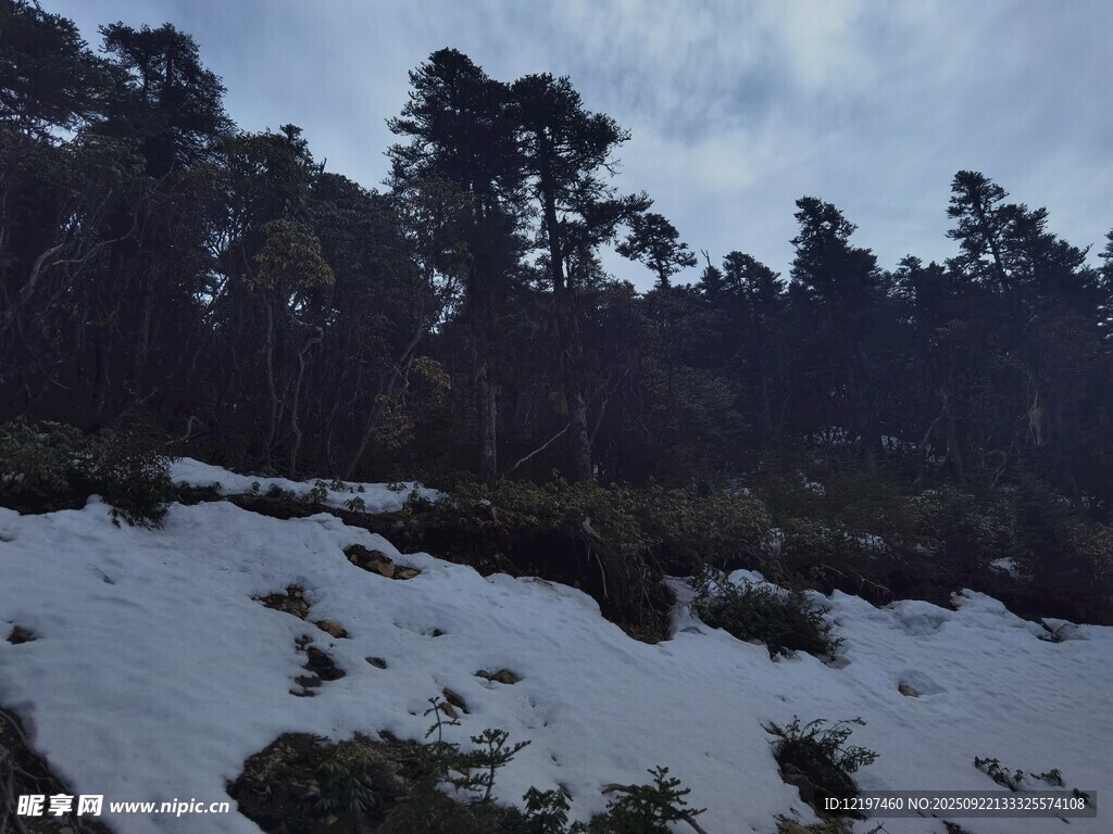 雪覆山林景观