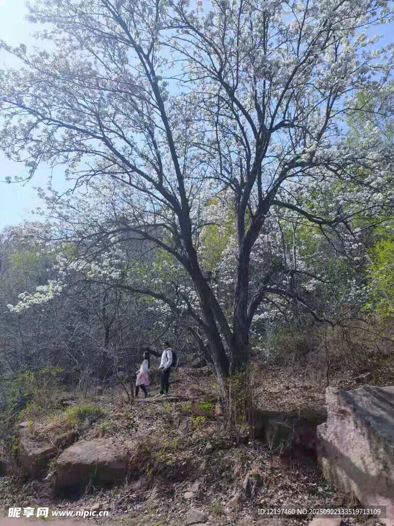 山林间的树木与徒步者
