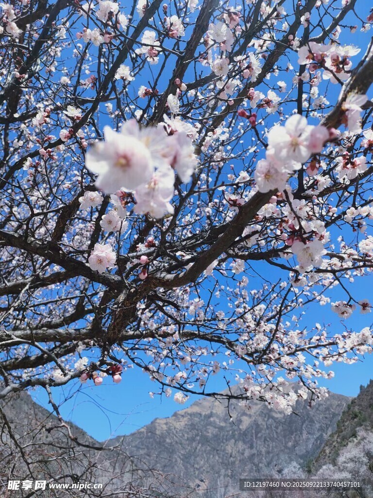 山间绽放的烂漫杏花