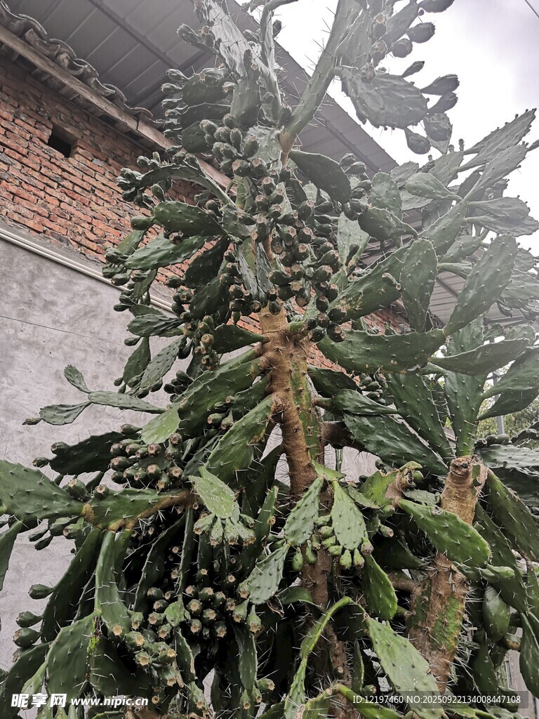 长满果实的奇特绿植