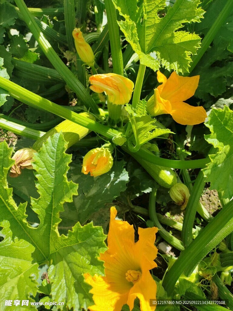 南瓜藤上的明艳小黄花
