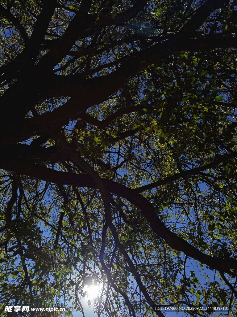 树下仰观透过枝叶的阳光