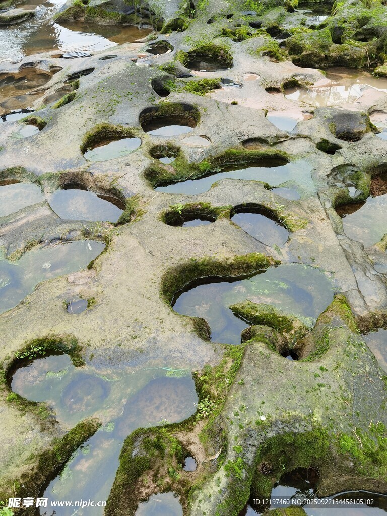 海边布满孔洞的苔藓岩石