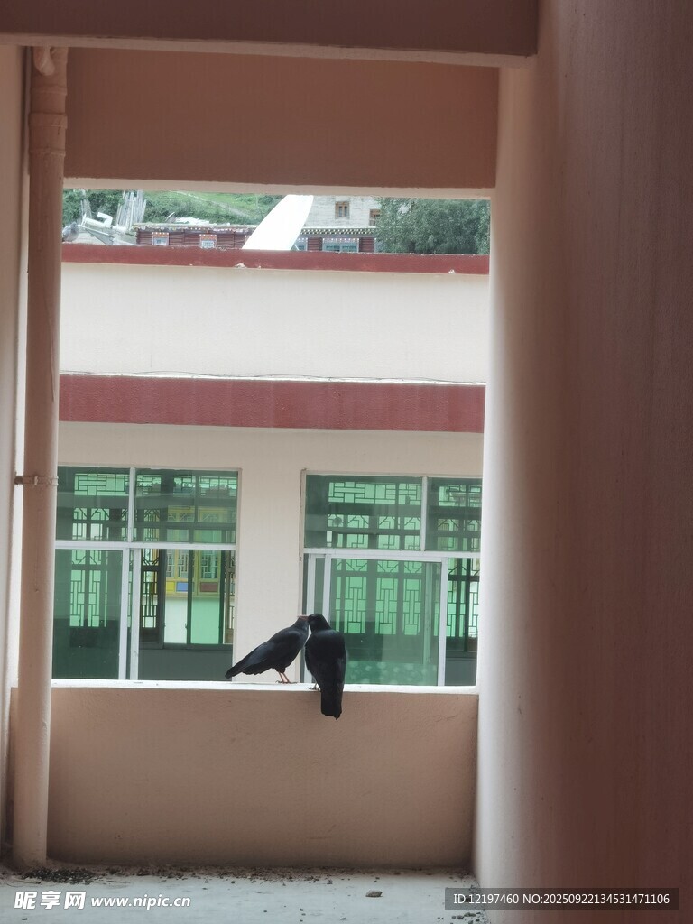 窗边飞鸟