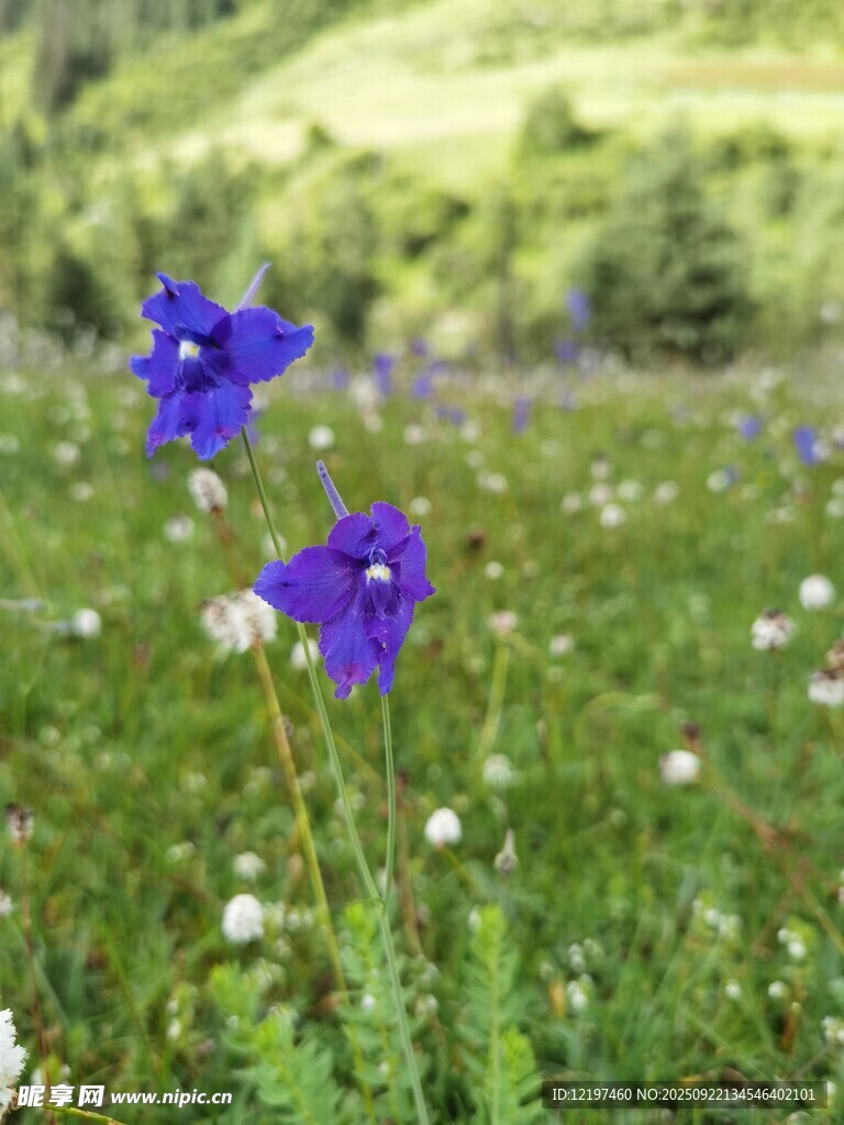 草地上的两朵蓝色小花