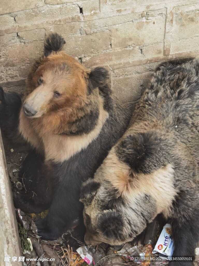 两只熊蜷缩在狭小空间