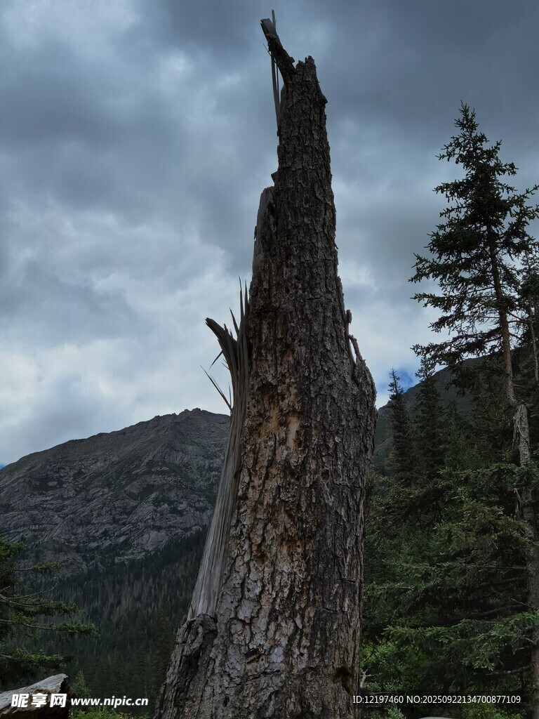 枯树挺立山间