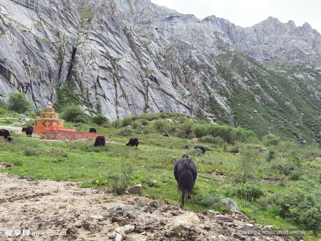 山间牧人伴牛于绿野
