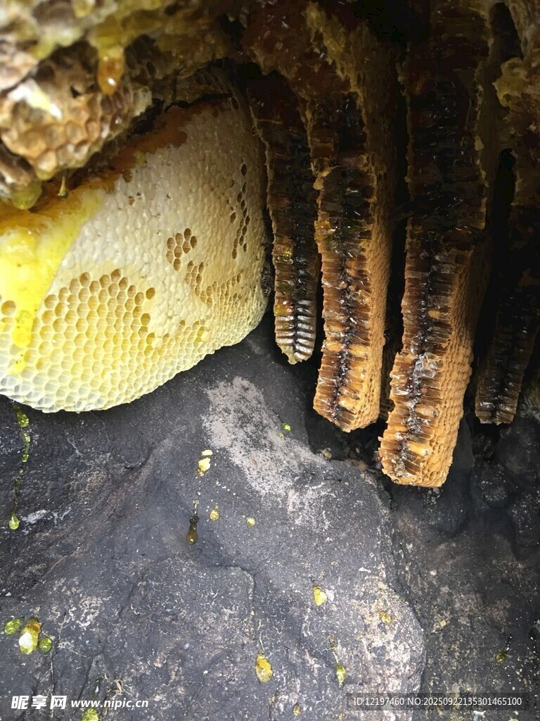 蜂巢内部景象