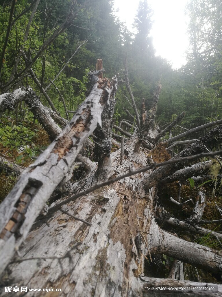 山林中倒伏的枯木景象