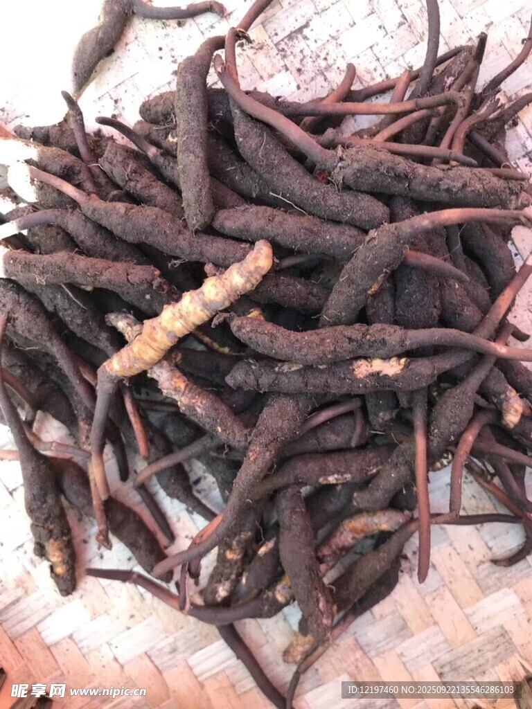 一堆野生中药材根茎