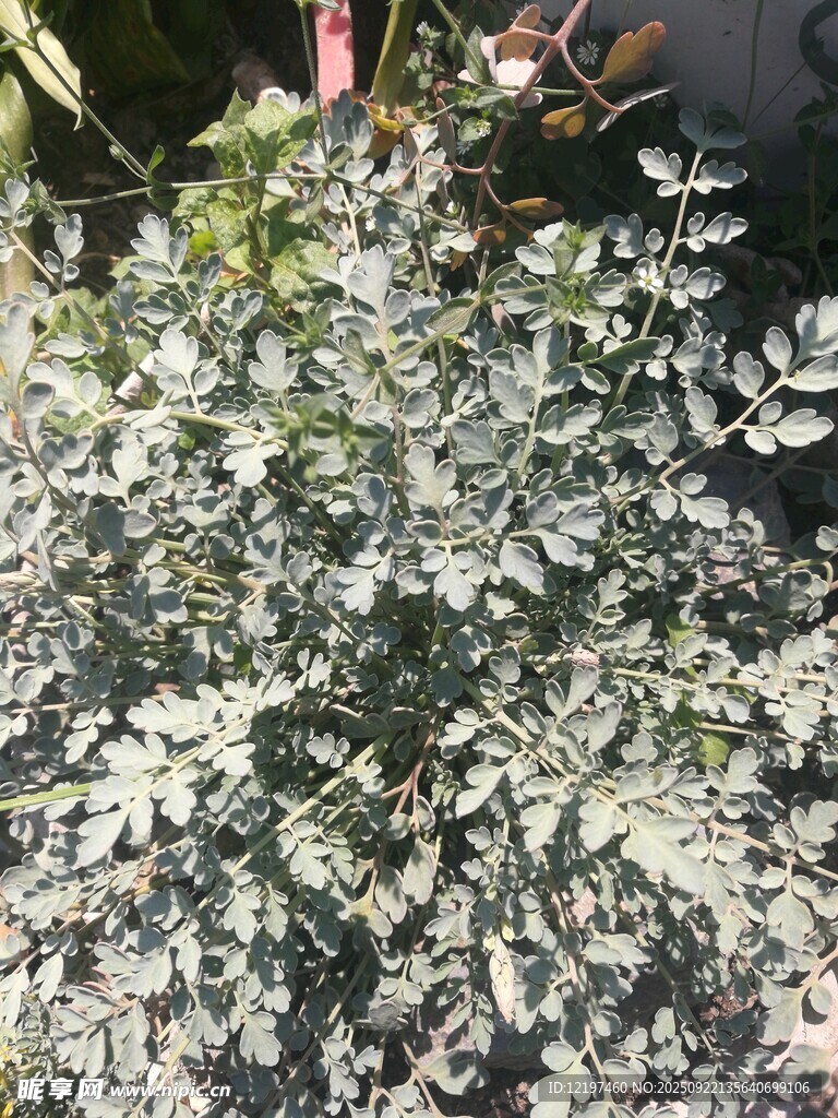 银灰色叶片的植物特写