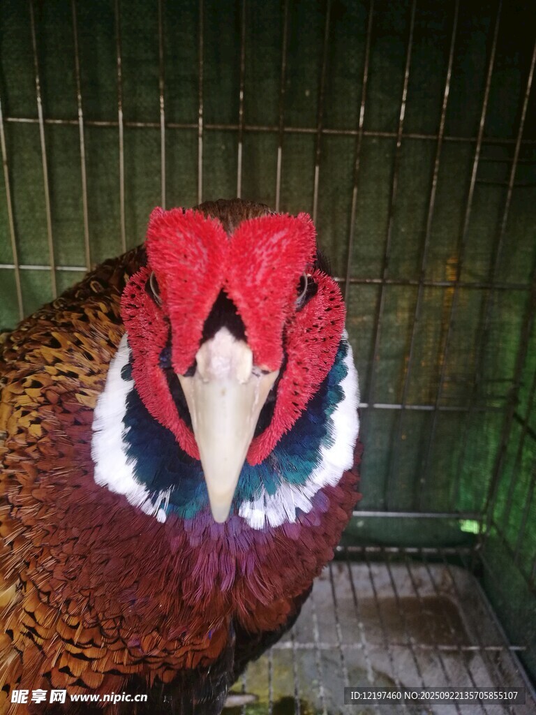 美丽红面山鸡特写