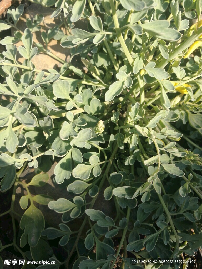 绿叶繁茂的植物景象