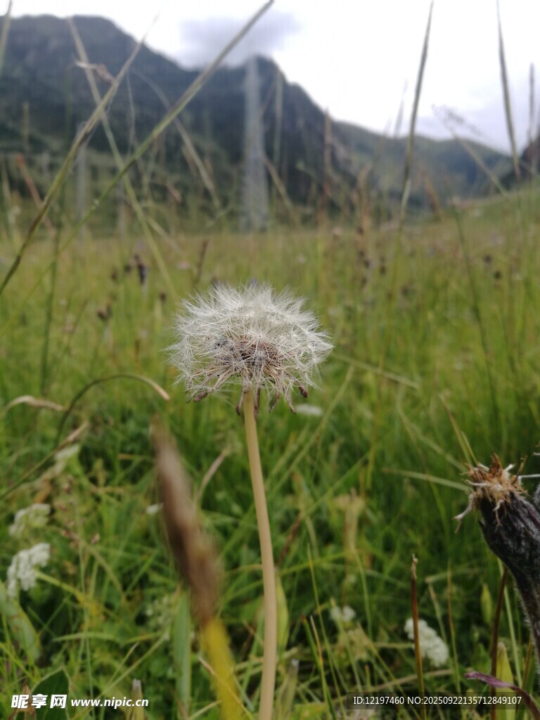 山间蒲公英绽放