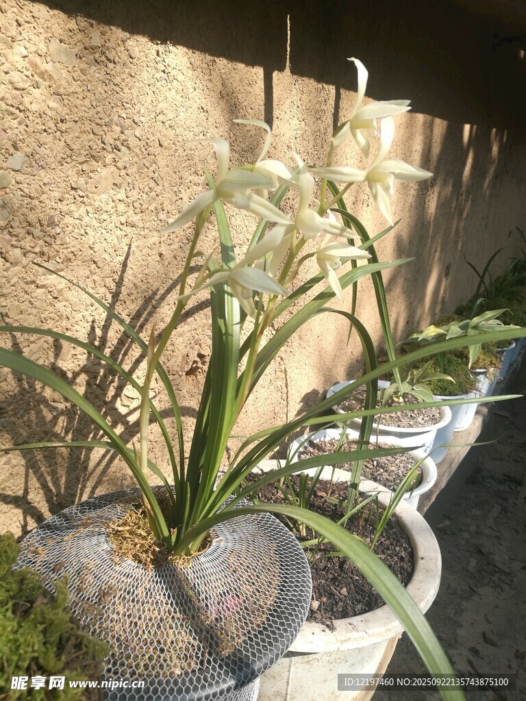 墙边盆栽植物景观