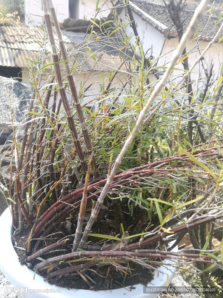 野生植物根茎特写